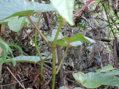 Begonia longifolia