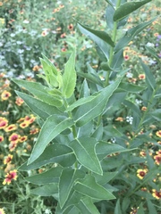 Silphium asteriscus simpsonii