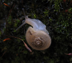 Hygromiidae