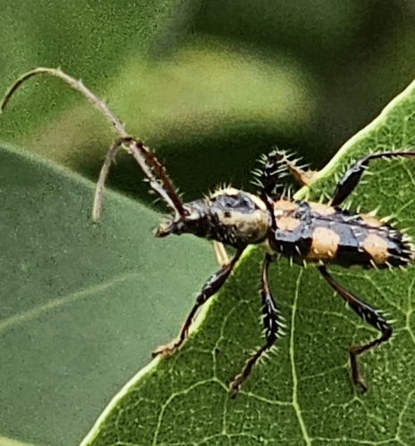 Sphaerionillum pictum