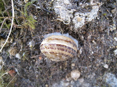 Eobania vermiculata