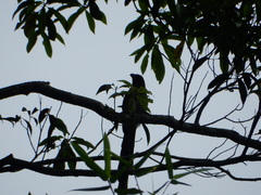 Dendrocitta formosae formosae