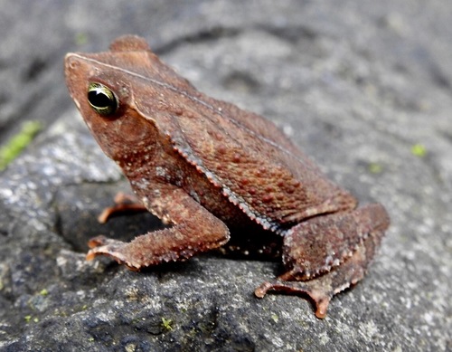 Forest Toad