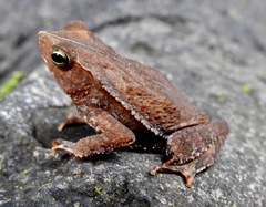 Forest Toad