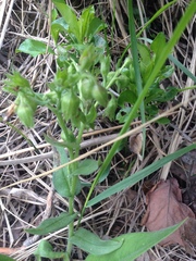 Pulmonaria angustifolia