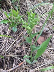 Pulmonaria angustifolia