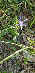 Vinca herbacea