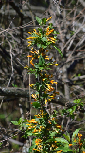 Cestrum kunthii (Cestrum kunthii)
