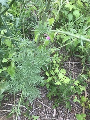 Hymenopappus artemisiifolius