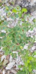 Euphorbia condylocarpa