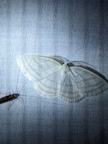 Four-lined Cream Moth photo 4