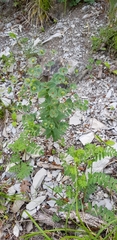 Euphorbia condylocarpa
