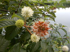 Cephalanthus tetrandra