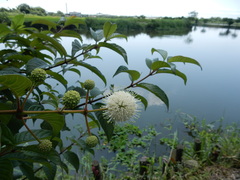 Cephalanthus tetrandra