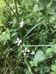 Iodanthus pinnatifidus