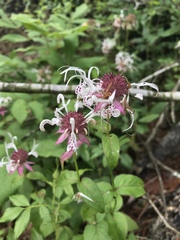 Monarda russeliana