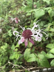 Monarda russeliana