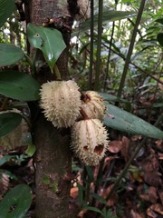 Carpotroche longifolia