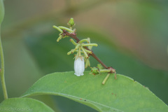 Lyonia mariana