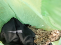 Caprimulgus affinis stictomus