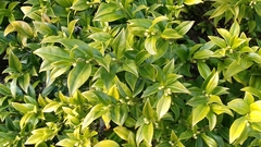 Sarcococca