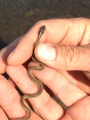 Thamnophis proximus rubrilineatus
