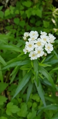 Achillea biserrata