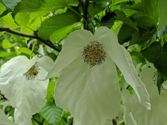 Davidia involucrata