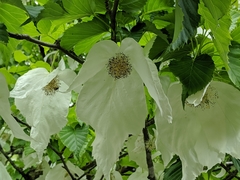 Davidia involucrata