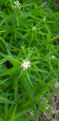 Achillea biserrata