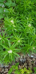 Achillea biserrata