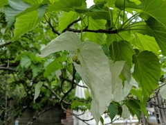 Davidia involucrata