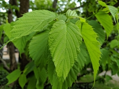Davidia involucrata