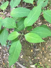 Collinsonia canadensis