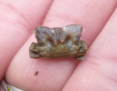 Lophopanopeus bellus