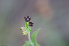 Matelea cynanchoides
