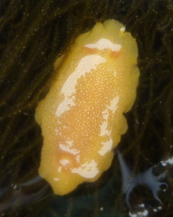 Doriopsilla albopunctata