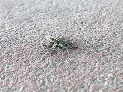 Agapanthia suturalis