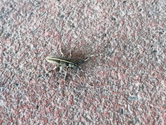 Agapanthia suturalis