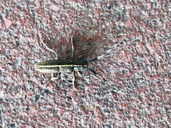 Agapanthia suturalis