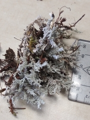 Stereocaulon paschale