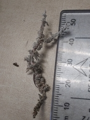 Stereocaulon paschale