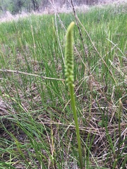 Triglochin concinna concinna