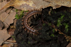 Pseudopolydesmus erasus