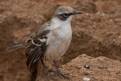Floreana Mockingbird
