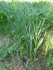 Allium obliquum