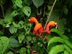 Centropogon baezanus