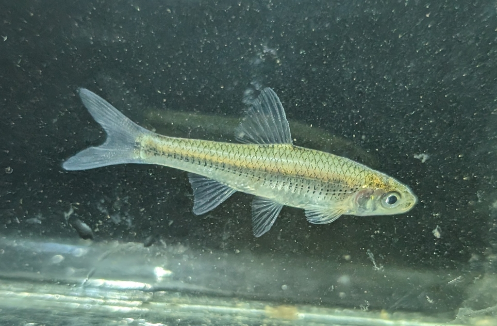 Ghost shiner (Notropis buchanani) — Cyprinidae