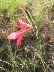 Gladiolus priorii