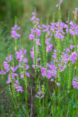 Physostegia longisepala